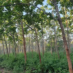 Godavari Maha Pushkara Forest