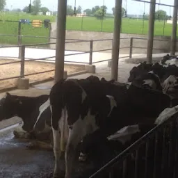 Gogi Dairy Farm
