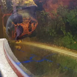 Golden Aquarium @PET SHOP