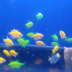 Golden fish aquarium Bijapur