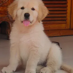 GOLDEN KENNEL TRIVANDRUM