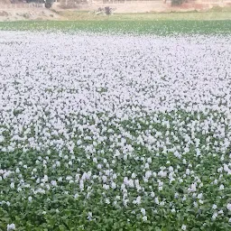 Gotri Lake (Gotri Talav)