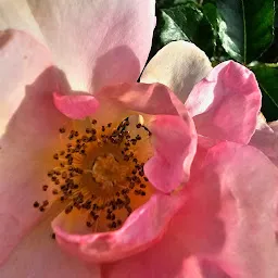 Government Rose Garden