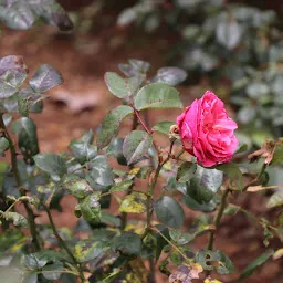 Government Rose Garden , Kodaikanal