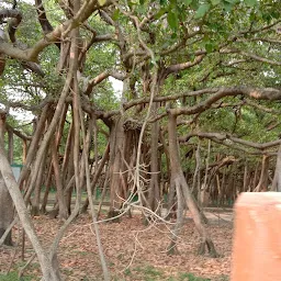 Grand Banyan Tree