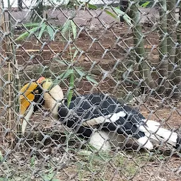 Great Pied Hornbill