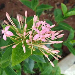 Greater Chennai Park