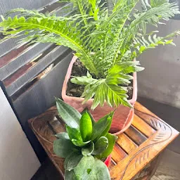 Green Gifts Nagpur by Friends Nursery