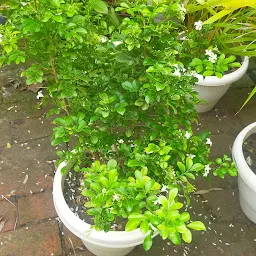 Plant Nursery | Green Mall | Landscaping & Gardening Service | Wholesale Pot Plant Supplier