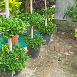 Plant Nursery | Green Mall | Landscaping & Gardening Service | Wholesale Pot Plant Supplier