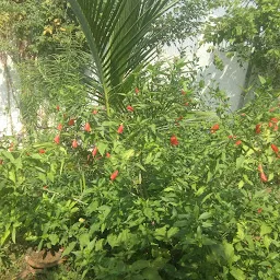 Green Patna Nursery