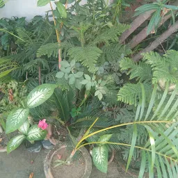 Green Patna Nursery