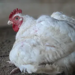 Gujjar Poultry Farm