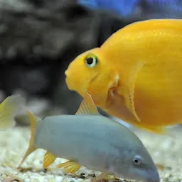 Gupta g fish aquarium