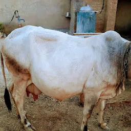 GURLEEN DAIRY FARM