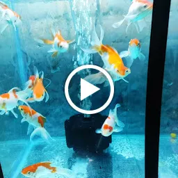 H R Fish Aquarium