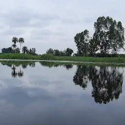 Hakeem's Mango garden