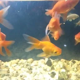 Happy fins aquarium