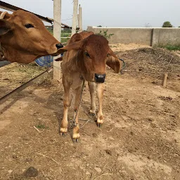 Haryana Desi Cow Dairy