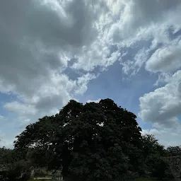 Hatiyan Jhad Baobab Tree