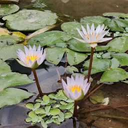 Henzienigma Meditation Garden