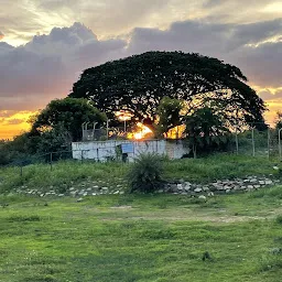 Hesaraghatta Lake Bed