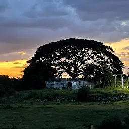 Hesaraghatta Lake Bed