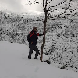 Himalayan Travel Tree