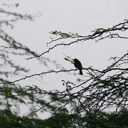 Himayat sagar lake birding point