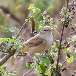 Himayat sagar lake birding point