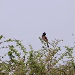 Himayat sagar lake birding point