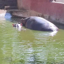 Hippo Place