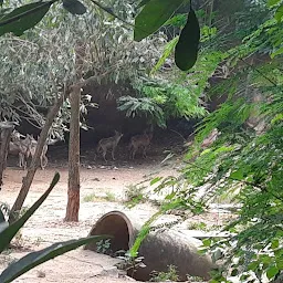 Hippopotamus View Point