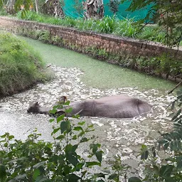 Hippopotamus View Point