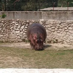 Hippopotamus yard