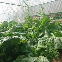 Horticulture Area, Meghalaya Government