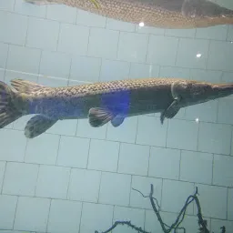 Howrah Aquarium