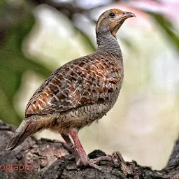 Hyderabad Birding Place