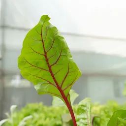 Hydroponic Farms In Pune | Leafy Vegetables | Fresh Herbs | Edible Flowers - JGBC Farms
