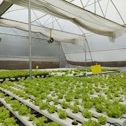 Hydroponic Farms In Pune | Leafy Vegetables | Fresh Herbs | Edible Flowers - JGBC Farms