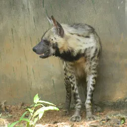 Hyena Zone