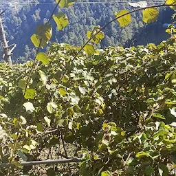 IARI Dhainda Farm, Shimla