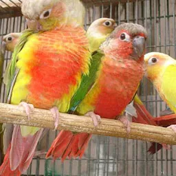 IDL Birds Aviary