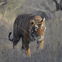 India Wildlife Safari Tours