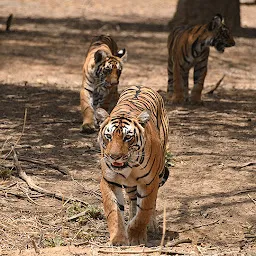 India Wildlife Safari Tours