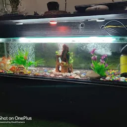 Indian aquarium store