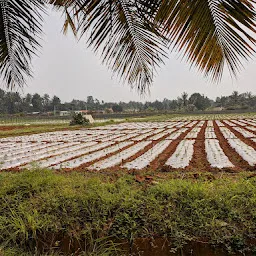 Indian Institute of Horticultural Research TB