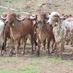 Indigenous Farm