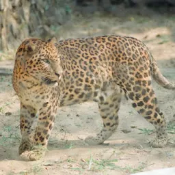 Jaguar Enclosure