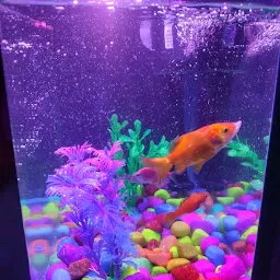 Jai Ambe Pet Aquarium Shop